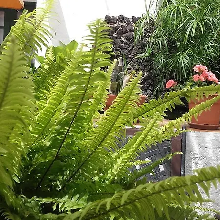 La Plaza B Kır Evi Arico el Nuevo